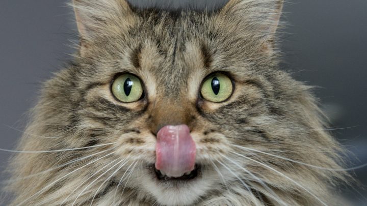 Різниця між кормом для кошенят і котів: що потрібно знати