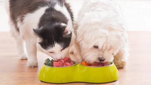 Лучшие советы по выбору корма для собак и кошек