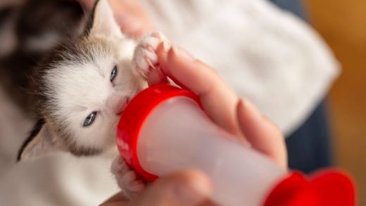 Капризный питомец отказывается есть? 5 проверенных способов победить привередливость